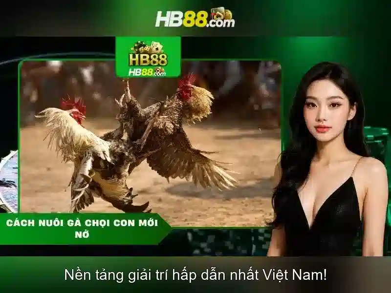 HB88 là gì và cách hoạt động của nền tảng cá cược trực tuyến